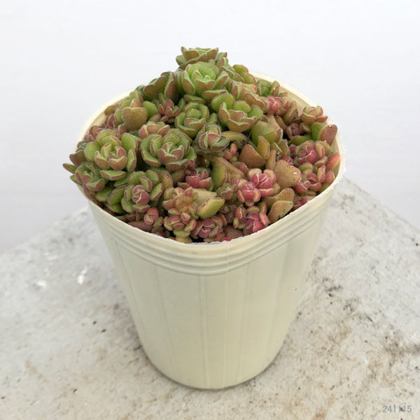 園芸ネット本店｜セダム：スプリングワンダー2.5号ポット の通販【公式】