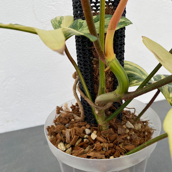 超絶希少 フィロデンドロン ブラウン ビューティー斑入り 超絶希少