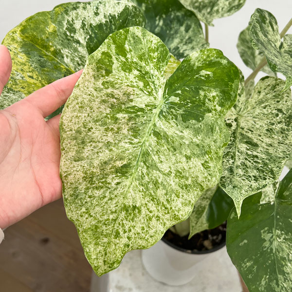 園芸ネット本店｜アロカシア：マクロリゾス バリエガータ