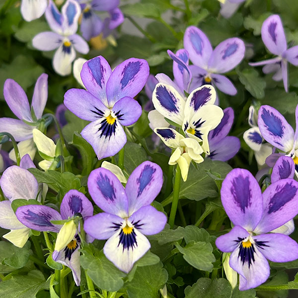 園芸ネット本店｜ビオラ：碧いうさぎ3-3.5号ポット 6株セット の通販