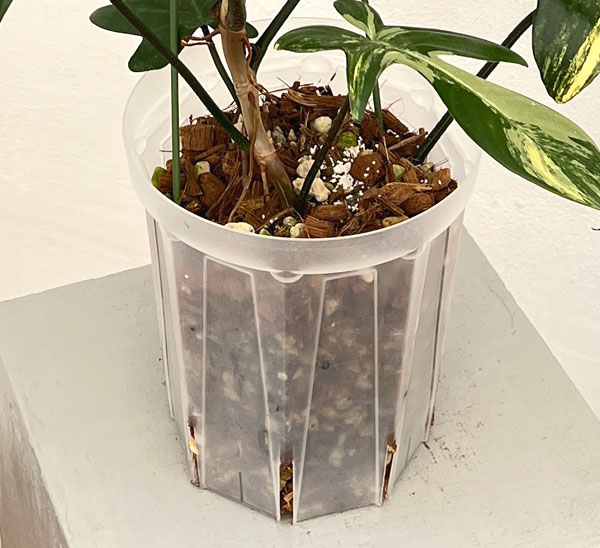 園芸ネット本店｜フィロデンドロン：フロリダビューティーバリエガータ