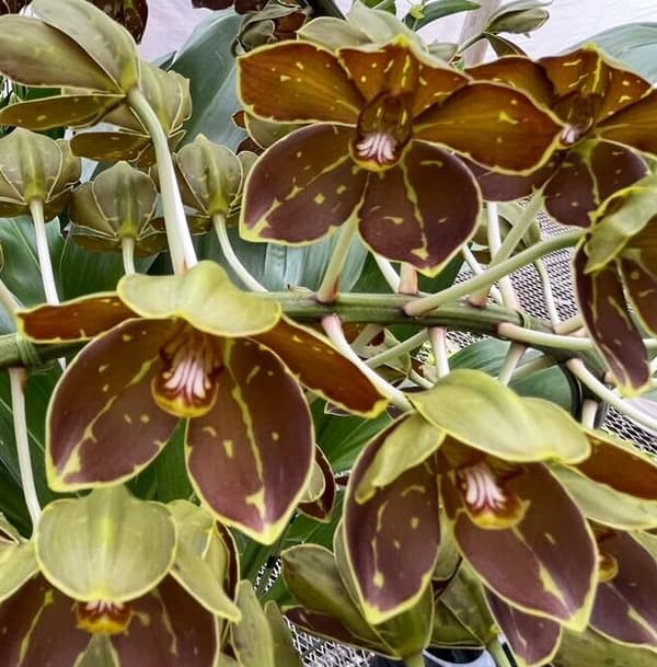 園芸ネット本店｜[26年4月下旬予約]グラマトフィラム：キングダム吊り