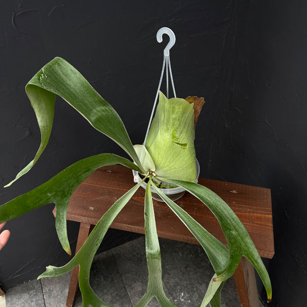 園芸ネット本店｜ビカクシダ（コウモリラン）：サンサイビューティー