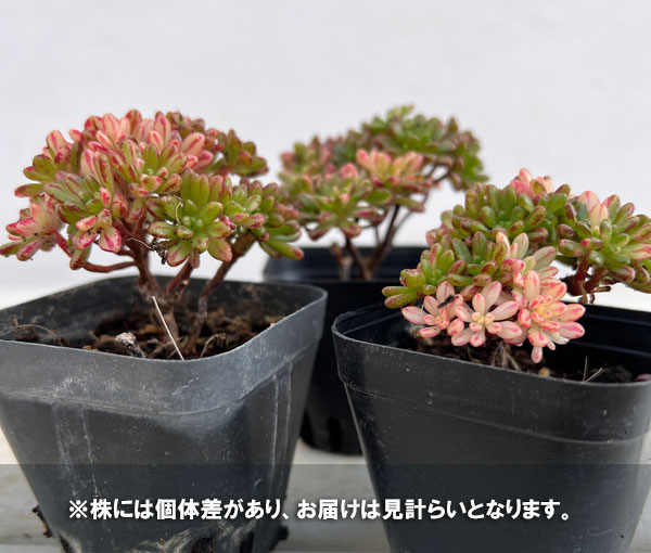 園芸ネット本店｜アエオニウム：小人祭錦 2号ポット の通販【公式】