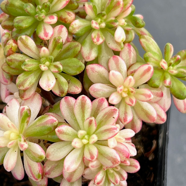 園芸ネット本店｜アエオニウム：小人祭錦 2号ポット の通販【公式】