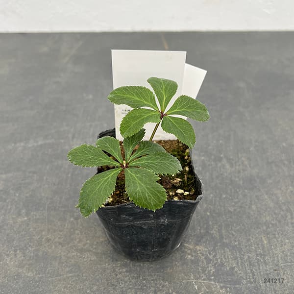 園芸ネット本店｜【お1人様1ポット】大和園さんのクリスマスローズ：24