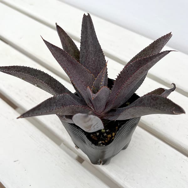 園芸ネット本店｜マンガベ：パープルピープルイーター3号ポット の通販