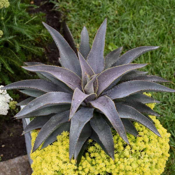 園芸ネット本店｜マンガベ：パープルピープルイーター3号ポット の通販