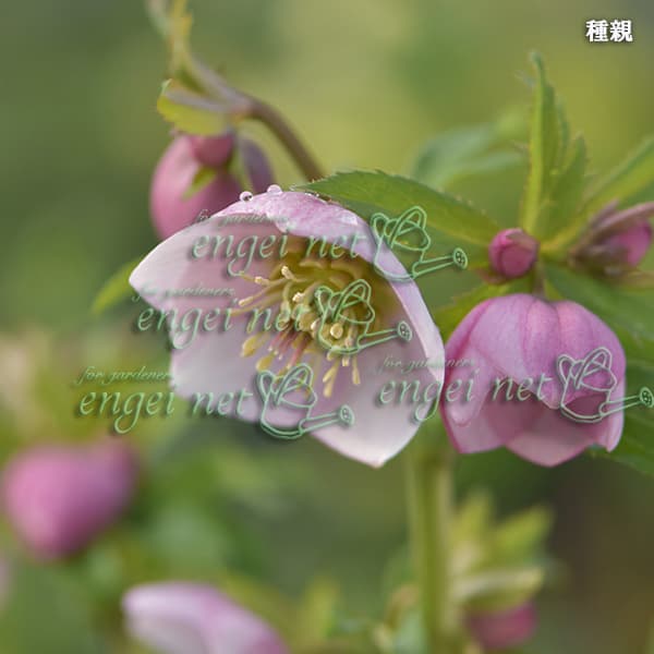 園芸ネット本店｜【お1人様1ポット】大和園さんのクリスマスローズ：24