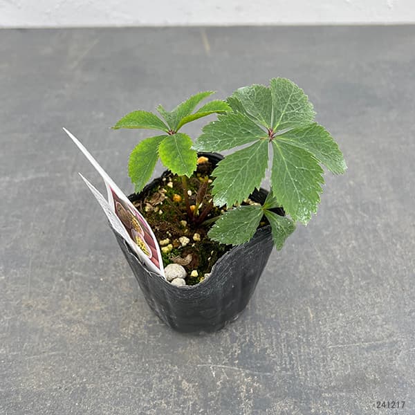 園芸ネット本店｜【お1人様1ポット】大和園さんのクリスマスローズ：24