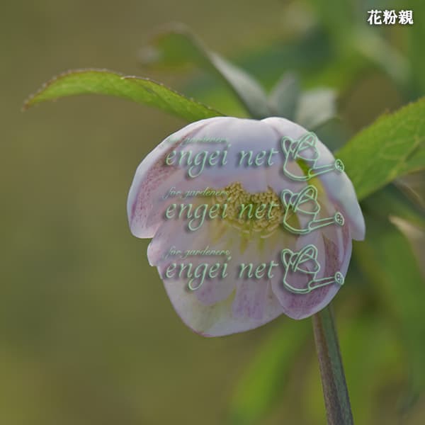 園芸ネット本店｜【お1人様1ポット】大和園さんのクリスマスローズ：24