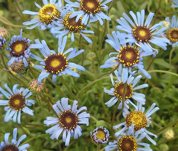 園芸ネット本店｜キングフィッシャー デージー 3-3.5号ポット（見元