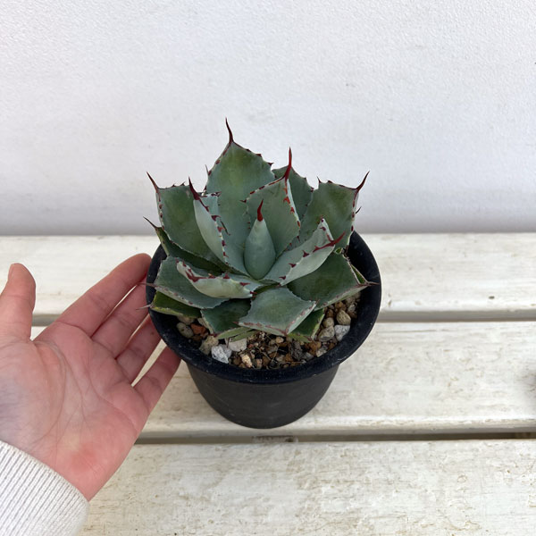 園芸ネット本店｜アガベ：吉祥冠（ポタトラム） 4号鉢植え の通販【公式】