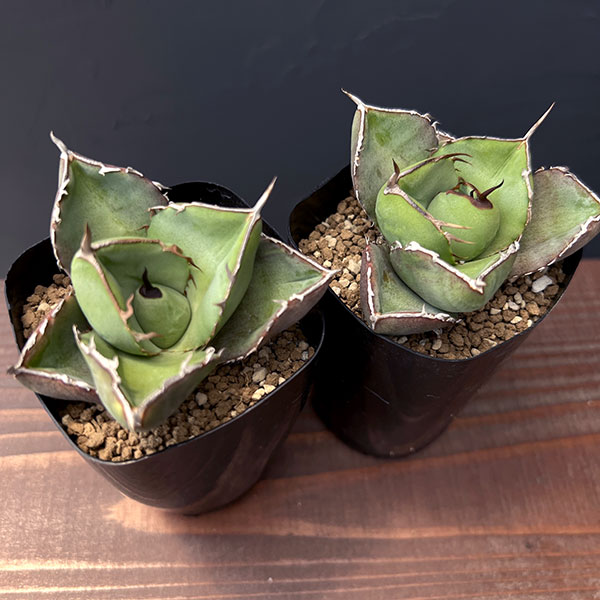 園芸ネット本店｜アガベ：ジャガーノート 2.5号鉢植え の通販【公式】