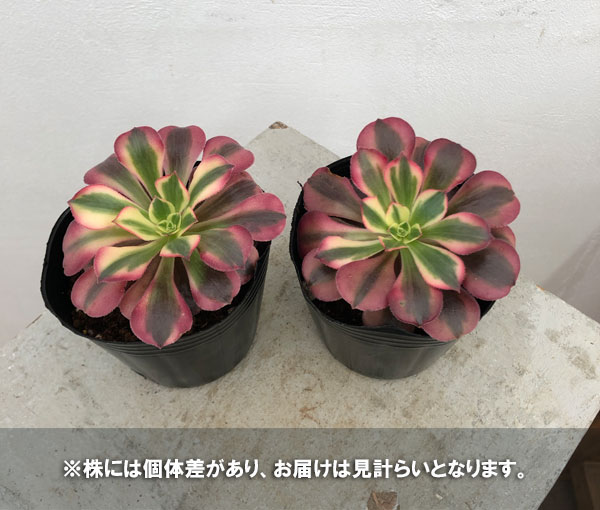 園芸ネット本店｜アエオニウム：メデューサ錦 3号ポット の通販【公式】