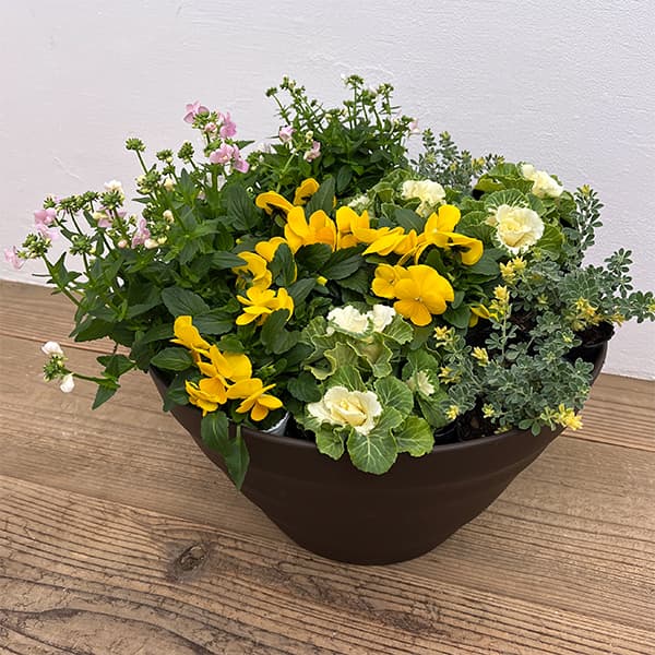園芸ネット本店｜冬の寄せ植え鉢付きセット：イエロー・ピンク系4種×3