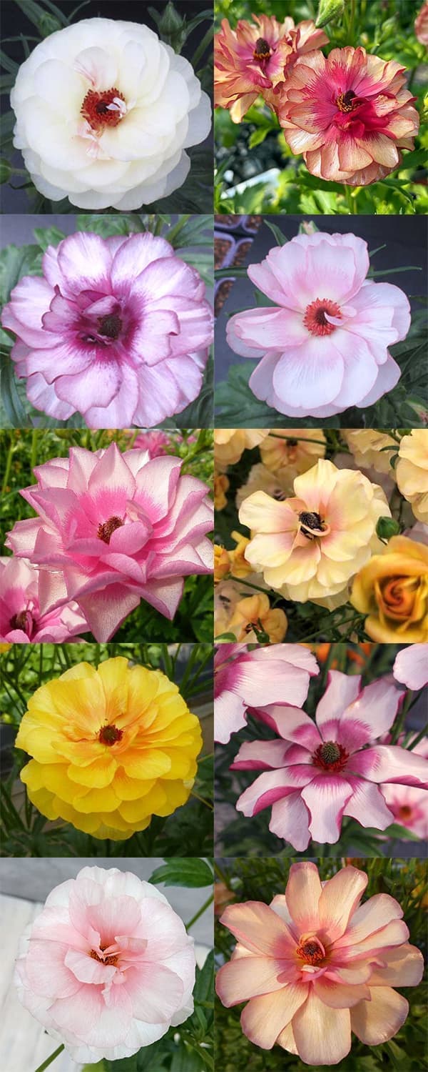 園芸ネット本店｜ラナンキュラス：ラックス 品種おまかせ3.5-4号ポット