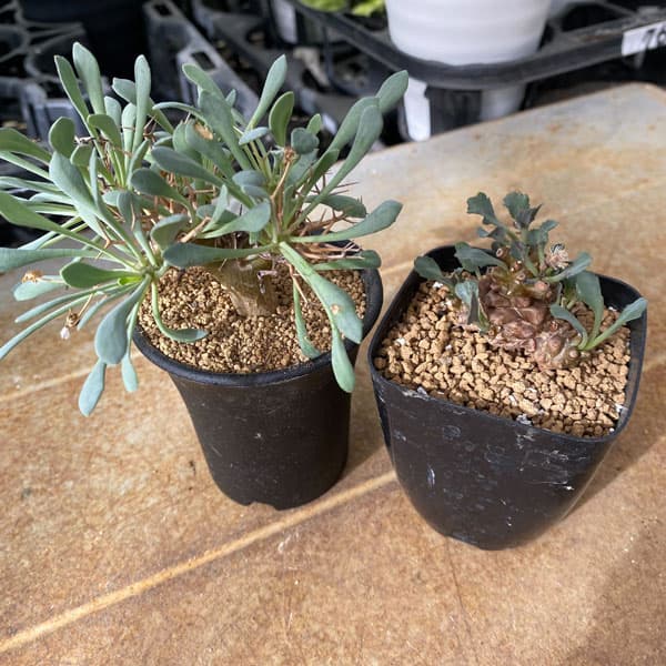 園芸ネット本店｜冬型塊根オトンナセット（ユーフォルビオイデス