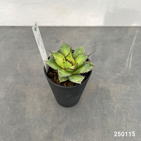 園芸ネット本店｜アガベ：チタノタ 宝珠 3.5号鉢植え の通販【公式】