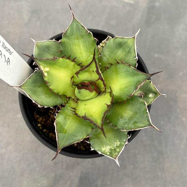 園芸ネット本店｜アガベ：チタノタ 宝珠 3.5号鉢植え の通販【公式】