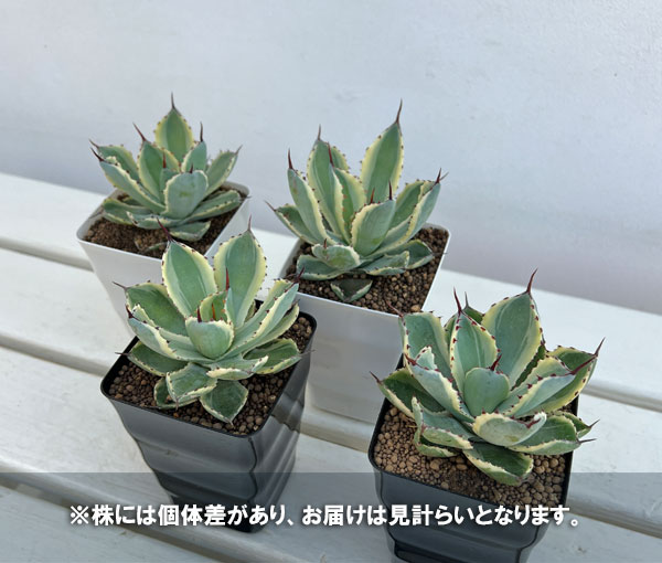 園芸ネット本店｜アガベ：吉祥冠錦（きっしょうかんにしき）3.5号