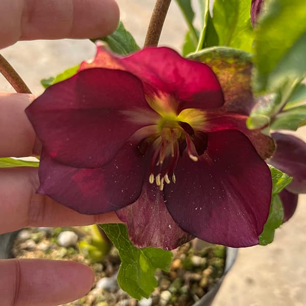 園芸ネット本店｜若泉ファームさんのクリスマスローズ：25-11卑弥呼