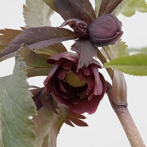 園芸ネット本店｜若泉ファームさんのクリスマスローズ：25-16雅