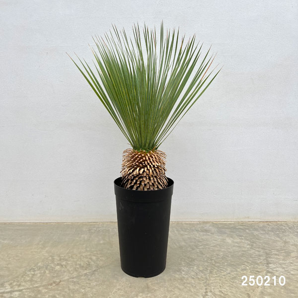 園芸ネット本店｜ユッカ：ロストラータ 7号鉢植え* の通販【公式】