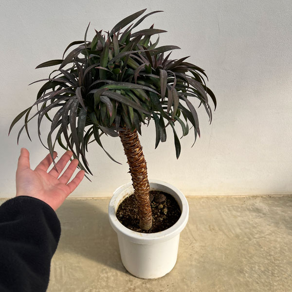 園芸ネット本店｜ユッカ：デスメティアーナ 8号鉢植え25-03 の通販【公式】