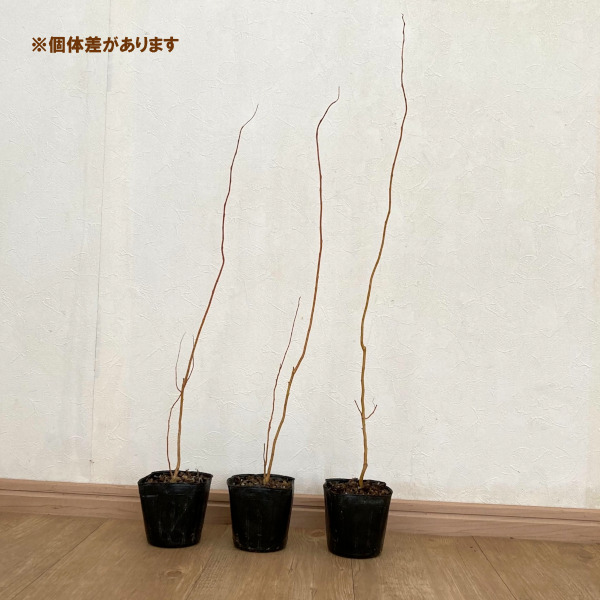 園芸ネット本店｜ヤナギ（柳）：雲竜（ウンリュウ）3.5号ポット の通販