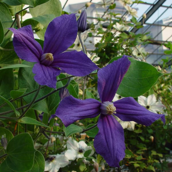 園芸ネット本店｜クレマチス：デュランディ3.5号ロングポット