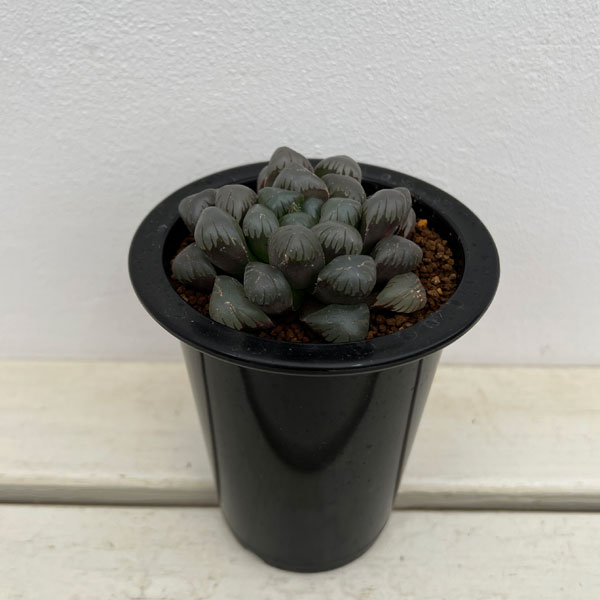 園芸ネット本店｜ハオルチア：李紫 3.5号鉢植え の通販【公式】