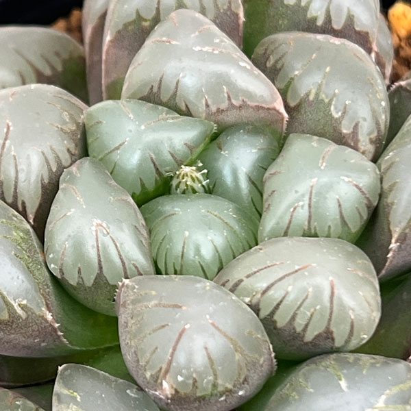 園芸ネット本店｜ハオルチア：李紫 3.5号鉢植え の通販【公式】