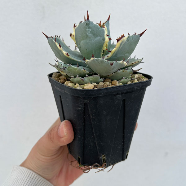 園芸ネット本店｜アガベ：兜蟹錦（カブトガニニシキ）3号ポット の通販