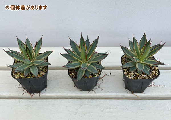 園芸ネット本店｜アガベ：バーントバーガンディ（黄覆輪）3号ポット の