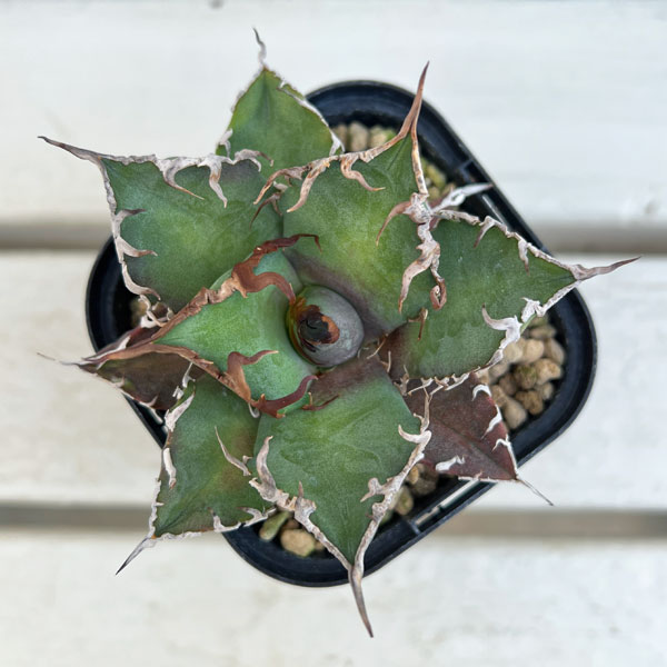 園芸ネット本店｜アガベ：チタノタ シーザー 3.5号ロングポット の通販