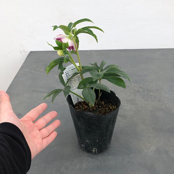 園芸ネット本店｜曽田園芸さんのクリスマスローズ：25-18多弁系ダブル