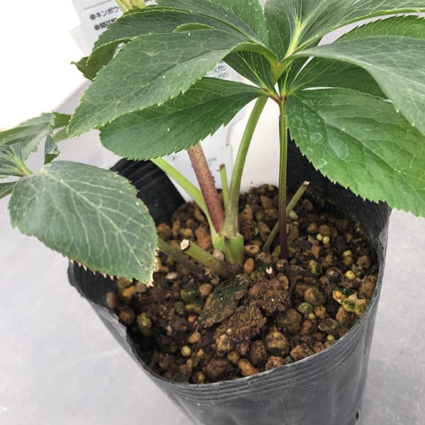 園芸ネット本店｜曽田園芸さんのクリスマスローズ：25-18多弁系ダブル