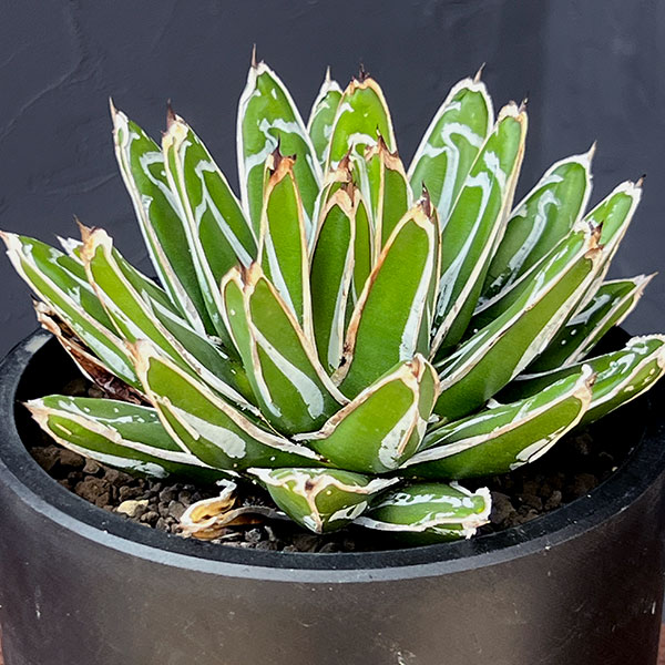 園芸ネット本店｜アガベ：姫笹の雪 5号鉢植え25-01 の通販【公式】