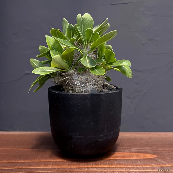 園芸ネット本店｜パキポディウム：恵比寿大黒 3号鉢植え 25-01 の通販