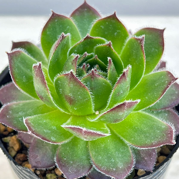 園芸ネット本店｜センペルビウム：テスト6.5cmポット の通販【公式】