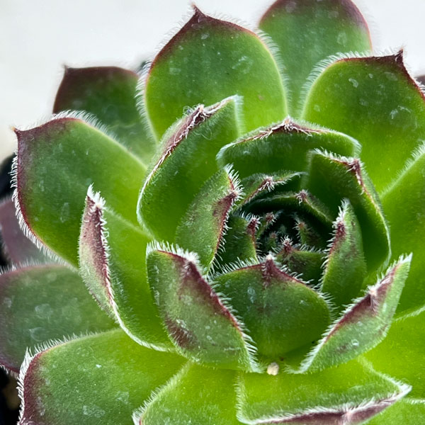 園芸ネット本店｜センペルビウム：テスト6.5cmポット の通販【公式】