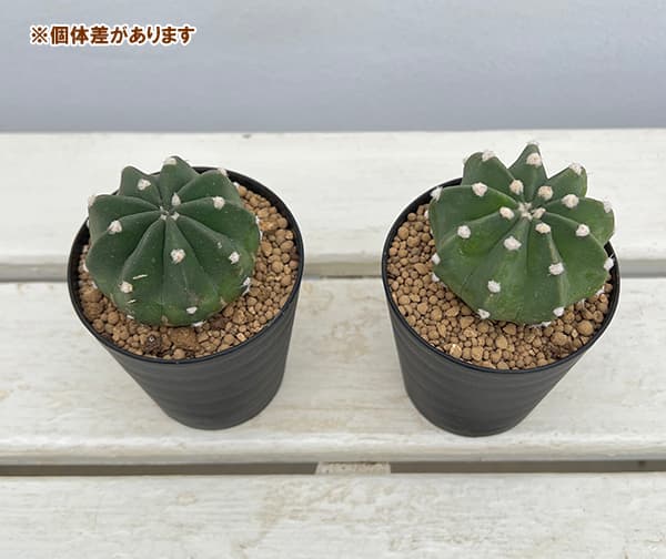 園芸ネット本店｜サボテン：エキノプシス 刺無短毛丸 3号鉢植え の通販