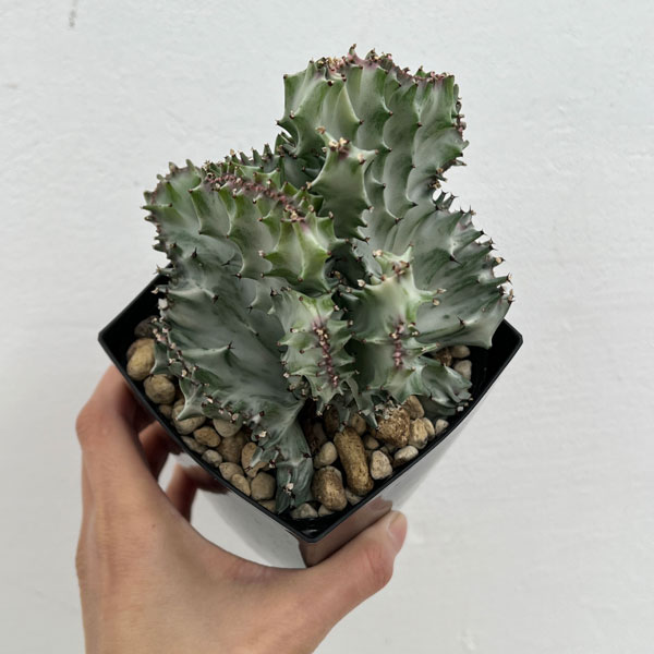 園芸ネット本店｜ユーフォルビア：ラクティアホワイトゴースト綴化