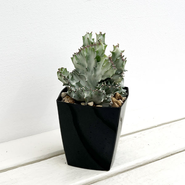 園芸ネット本店｜ユーフォルビア：ラクティアホワイトゴースト綴化