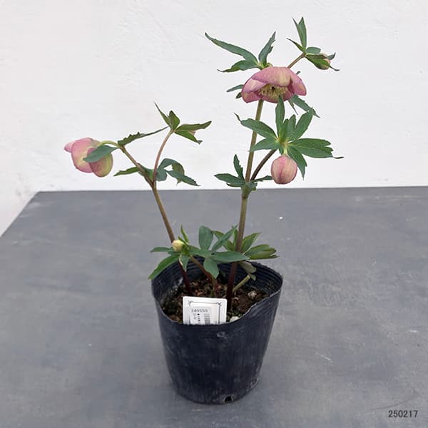 園芸ネット本店｜大和園さんのクリスマスローズ：25-09シングル4.5号