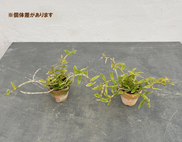 園芸ネット本店｜デンドロ ロディゲシー斑入り2.5号ポット の通販【公式】