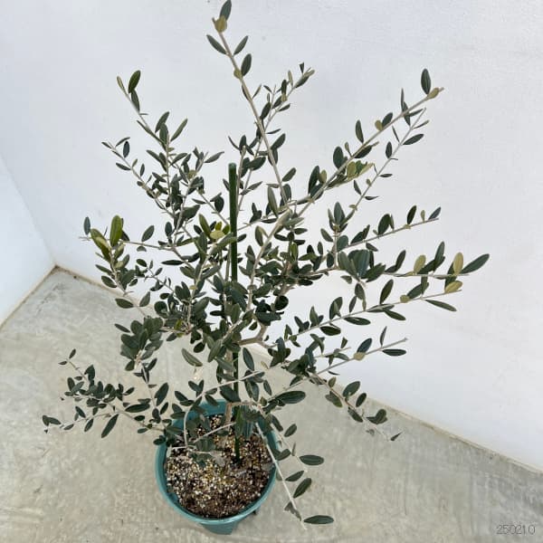 園芸ネット本店｜オリーブ：ルッカ 8号硬質ポット の通販【公式】