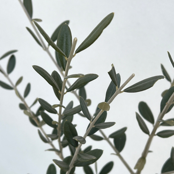 園芸ネット本店｜オリーブ：ルッカ 8号硬質ポット の通販【公式】