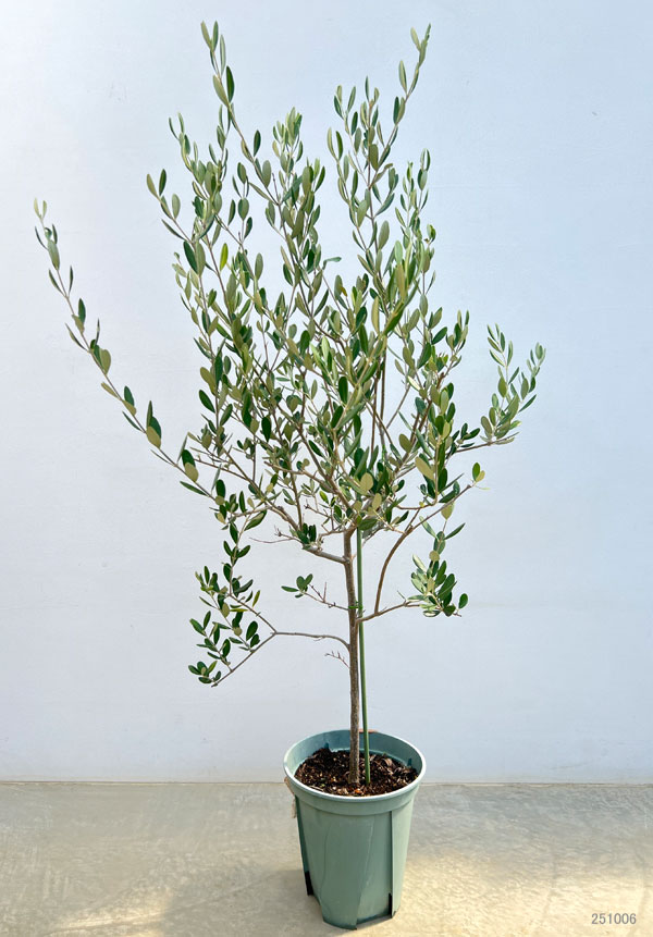 園芸ネット本店｜オリーブ：ルッカ 8号硬質ポット の通販【公式】